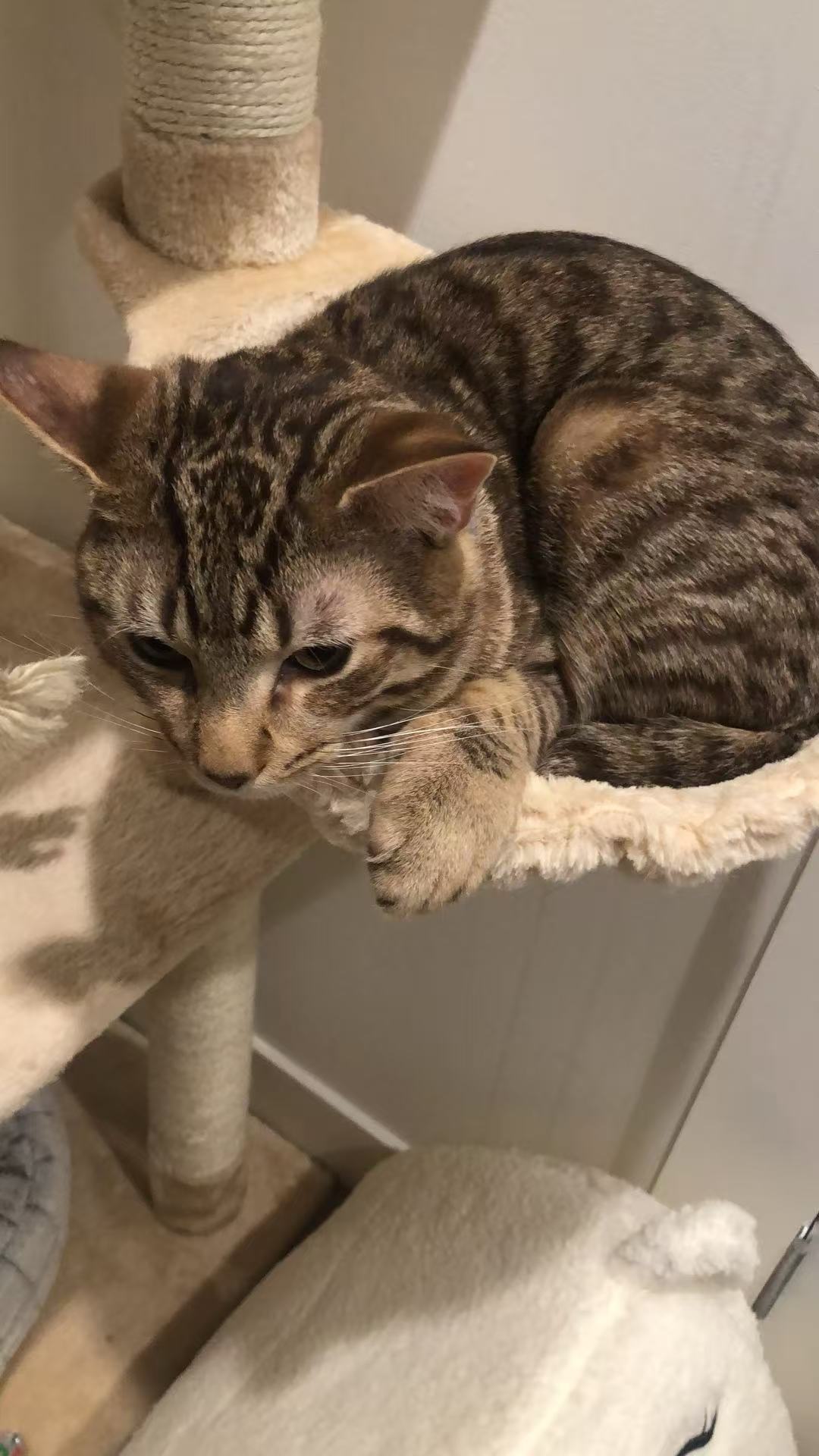 Lemon the cat