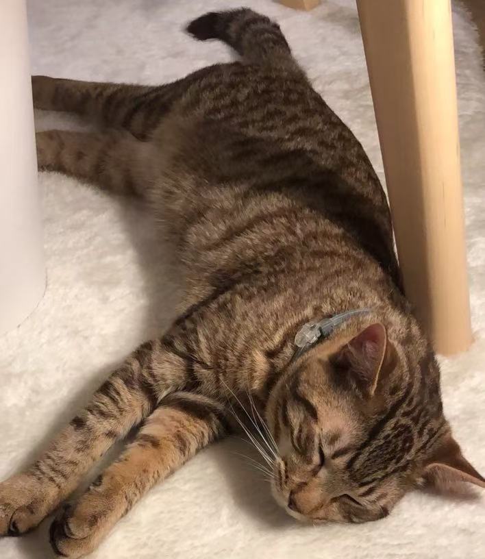 Lemon the cat