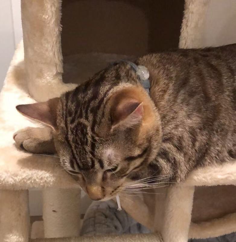 Lemon the cat
