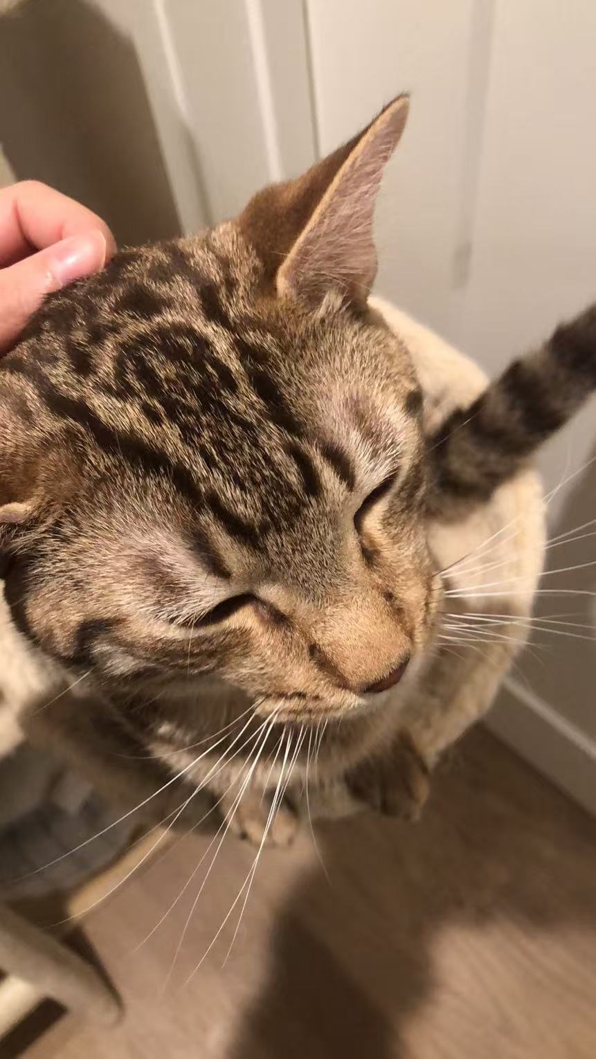Lemon the cat